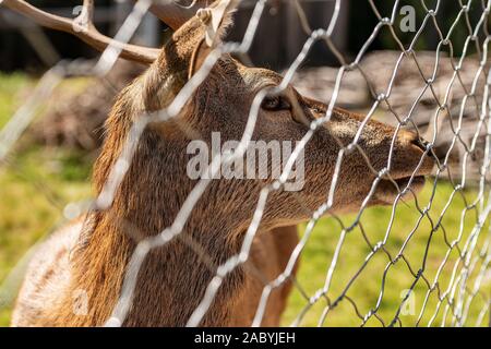 Close-up ein Reh hinter einem Zaun, Maschendraht, in den italienischen Alpen. Naturpark Paneveggio, Val di Fiemme, Trentino Alto Adige, Italien, Europa Stockfoto