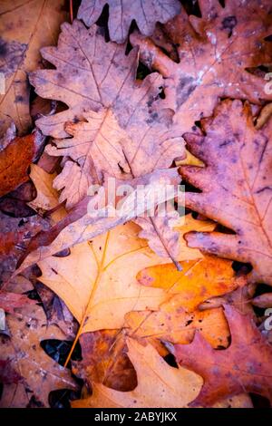 Gold und Braun herbst Eichenlaub auf dem Boden liegend Stockfoto