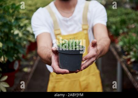 Die Konzentration auf ein kleines Stück der Natur. Mann hält die Vase im Gewächshaus und Pflanzen im Hintergrund Stockfoto