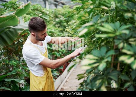 Schöner Ort. Attraktive stilvolle bärtiger Mann arbeitet im Treibhaus. Stockfoto