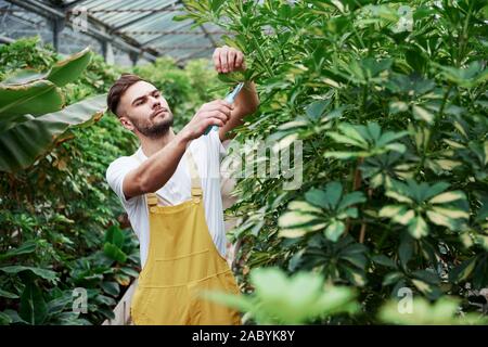 Ernsten Blick. Attraktive stilvolle bärtiger Mann arbeitet im Treibhaus. Stockfoto
