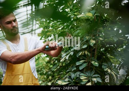 Vorderansicht. Attraktive stilvolle bärtiger Mann arbeitet im Treibhaus. Stockfoto