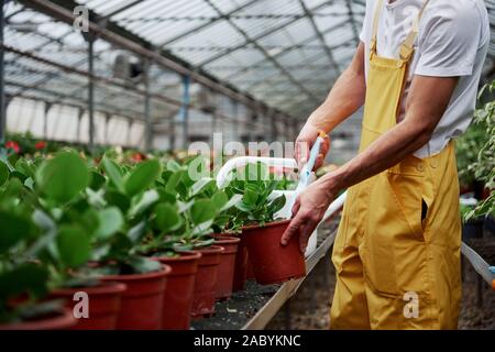 Grün ist überall, und es ist wunderschön. Mann Gärtner in Gelb und Weiß tragen, arbeiten mit grünen Pflanzen in Vasen Stockfoto