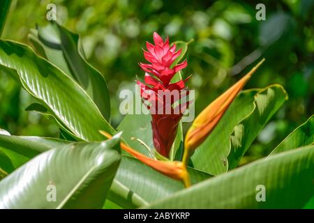 Alpinia Purpurata oder Roter Ingwer, Mexiko Stockfoto