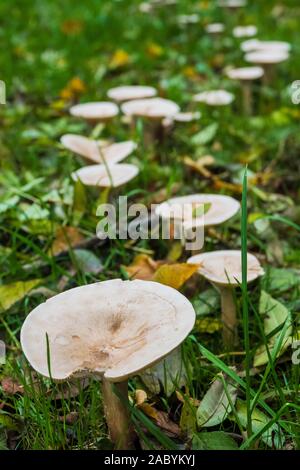 Pilze in Teil a fairy Ring in Gras wachsen Stockfoto