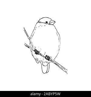 Dompfaff winter Vogel. Schwarzer Umriss auf weißem Hintergrund. Bild kann in Grußkarten, Poster, Flyer, Banner, Logo verwendet werden, die weitere Gestaltung etc. Vector Illustration. EPS 10. Stock Vektor