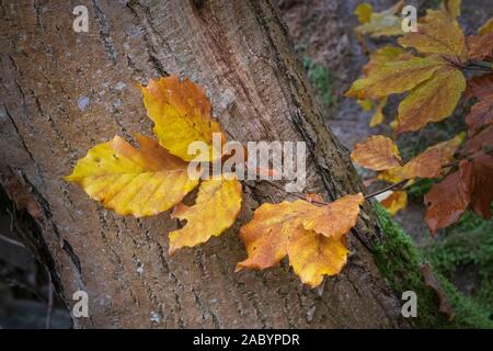 Beech leaves Fagus sylvatica in autumn woodland Stockfoto