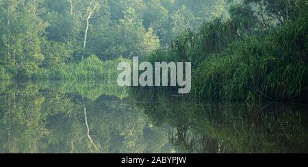 Szenen aus dem sekonyer River, Tanjung Puting Nationalpark, Kalimantan, Borneo Stockfoto