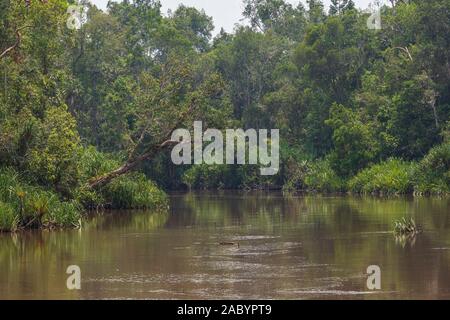 Szenen aus dem sekonyer River, Tanjung Puting Nationalpark, Kalimantan, Borneo Stockfoto