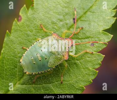 Dorsale Ansicht von Weißdorn Shieldbug endgültige instar Nymphe auf Weißdorn-Blätter. Tipperary, Irland Stockfoto