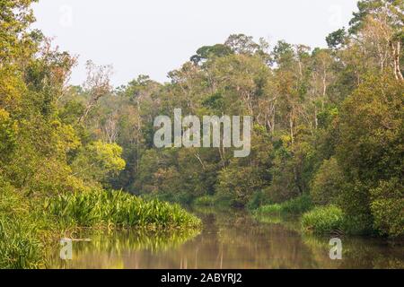 Szenen aus dem sekonyer River, Tanjung Puting Nationalpark, Kalimantan, Borneo Stockfoto