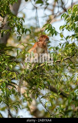 Junge Proboscis Affen auf der Suche nach Nahrung in Tanjung Puting Nationalpark, Kalimantan, Borneo Stockfoto
