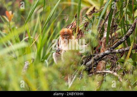 Jungen Wilden Proboscis monkey Fütterung auf Pflanze schießt in Tanjung Puting Nationalpark, Kalimantan, Borneo Stockfoto