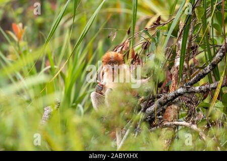 Jungen Wilden Proboscis monkey Fütterung auf Pflanze schießt in Tanjung Puting Nationalpark, Kalimantan, Borneo Stockfoto