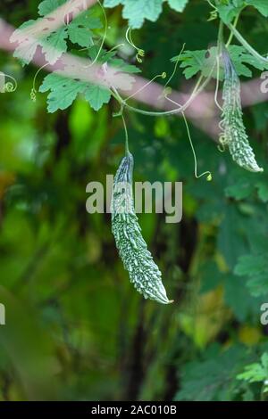 Bitter guard in einer Farm, Bitter Melone aus dem südindischen Bundesstaat Kerala entstanden und wurde in China im 14. Jahrhundert eingeführt. Es wird weit u Stockfoto