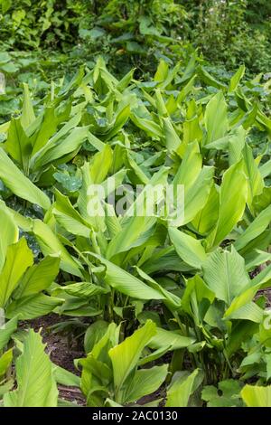 Gelbwurz, Kurkuma ist eine blühende Pflanze, Curcuma longa der Ingwerfamilie, Pokhara Nepal Stockfoto