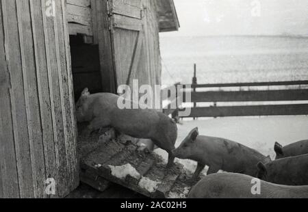 1980er Jahre, historisch, im Winter und auf einem Bauernhof Schweine, die die Rampe ihres Stalls oder Gehege hinauffahren, Mid-West, USA. Stockfoto