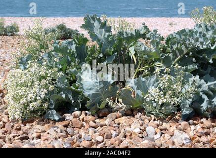 Blühende Meer kale oder Crambe maritima Stockfoto
