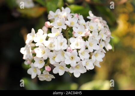 Kleine Blumen von Burkwood Viburnum Viburnum burkwoodii, × Stockfoto