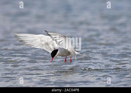 Küstenseeschwalbe (Sterna Paradisaea) vom Wasser Oberfläche auf See Stockfoto