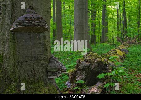 Tot Beech Tree Trunk infiziert mit falschen Zunder Pilz/Huf Pilz/Zunder conk, Nationalpark Hainich, Thüringen/Thüringen, Deutschland Stockfoto