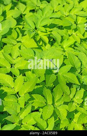 Blätter der giersch Aegopodium podagraria, Stockfoto