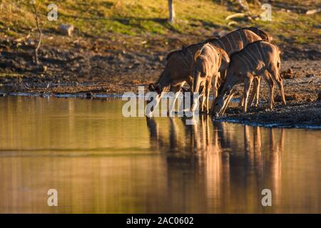 Weibliche Groß Kudu, Tragelaphus strepsiceros, trinkt im Boteti River, Makgadikgadi Pans National Park, Kalahari, Botswana Stockfoto