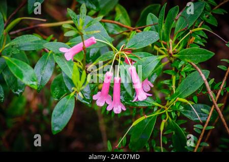 Schöne Weigela rosa Blumen, in der Nähe von natürlichen Hintergrund Stockfoto