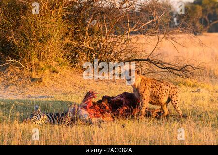 Entdeckt Hyena, Crocuta Crocuta, bei A Kill, Bushman Plains, Okavanago Delta, Botswana Stockfoto