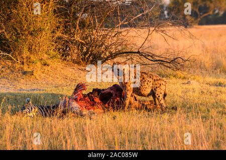 Entdeckt Hyena, Crocuta Crocuta, bei A Kill, Bushman Plains, Okavanago Delta, Botswana Stockfoto