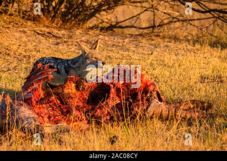Black-backed Jackal, Canis Mesomelas, at a Kill, Bushman Plains, Okavanago Delta, Botswana Stockfoto