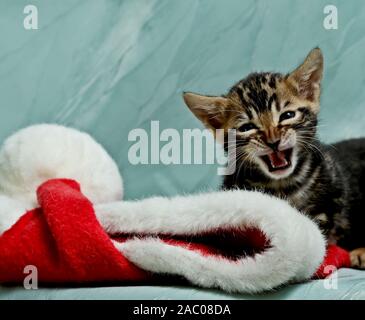 Einen Monat alte gesprächig Bengal Katze Kätzchen mit roten Weihnachten Elf hut. Stockfoto