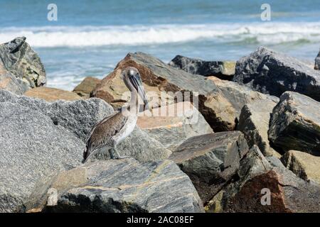 Kleiner runder Leuchtturm in Portland Harbor, Maine Stockfoto