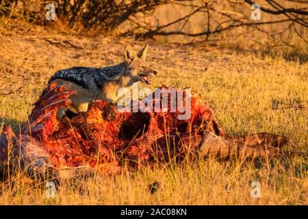 Black-backed Jackal, Canis Mesomelas, at a Kill, Bushman Plains, Okavanago Delta, Botswana Stockfoto