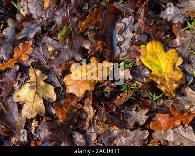 Bunte Eichenlaub Wurf auf einem waldboden im späten Herbst, North Yorkshire, England Stockfoto