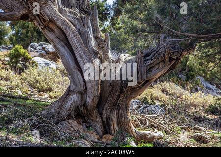 Taurusgebirge, Baranda Plateau und Wacholderbäume Stockfoto