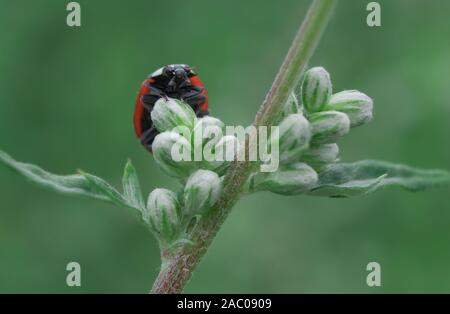 Rote Marienkäfer Jagd auf grüne Blattläuse Stockfoto