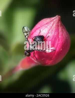 Makro des schönen kleinen Fliege auf pink fuchsia Blütenknospe Stockfoto