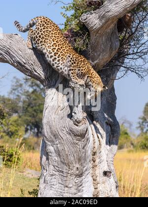 Weiblicher Leopard, Panthera pardus, Klettern von einem Baum, Bushman Plains, Okavanago Delta, Botswana Stockfoto