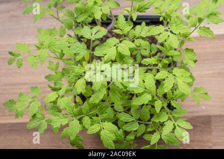 Tomaten Keimlinge in Pot von oben Stockfoto
