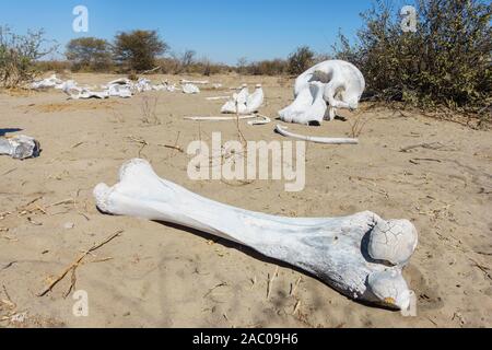 Elefantenschädel und Knochen, Makgadikgadi Pans National Park, Kalahari, Botswana Stockfoto