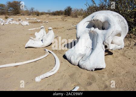 Elefantenschädel und Knochen, Makgadikgadi Pans National Park, Kalahari, Botswana Stockfoto