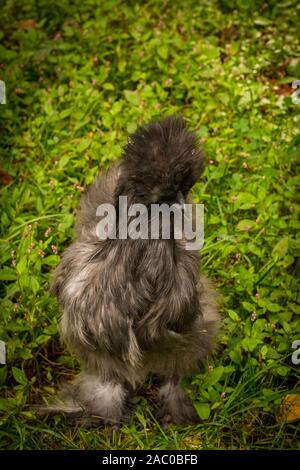 Flauschige blaue silkie farm Huhn die Erkundung der Hof Stockfoto