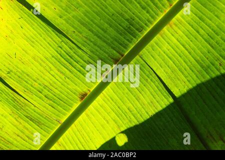 Eine Nahaufnahme auf einem grünen Bananenstaude Blatt. Musa zugespitzt. Stockfoto