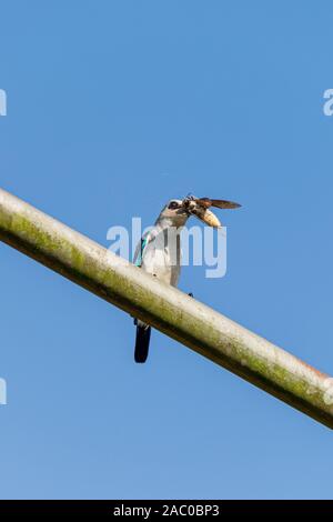 Woodland Kingfisher (Halcyon senegalensis) auf ein Metallstift mit Tiger Moth Beute in Entebbe, Uganda gehockt Stockfoto