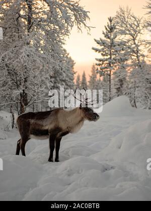 Finnland, Inari - Januar 2019: Rentier stehend in der Lappland Wälder unterhalb roten Himmel Stockfoto