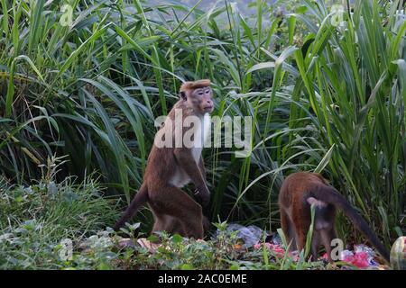 Affen sind auf der Suche nach Nahrung in die Dump. Sri Lanka Stockfoto