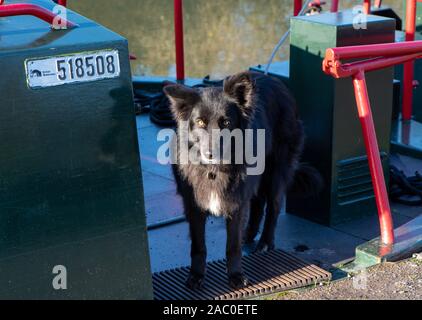 Kanalhund auf einem Lastkahn auf dem Kennet- und Avon-Kanal, Great Bedwyn, Wiltshire, Großbritannien Stockfoto