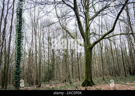 Dünne Baum mit grünen Moos weiten Blick abgedeckt Stockfoto