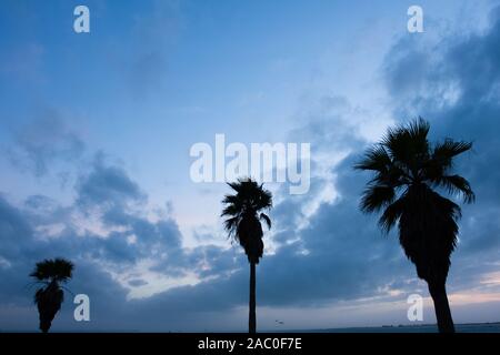 Silhouette Palmen gegen den Abendhimmel wie Vögel in der Ferne fliegen. Stockfoto